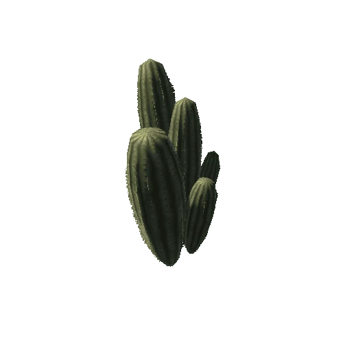 Cactus 18
